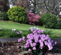 Cyclamens with pink azalea in the background