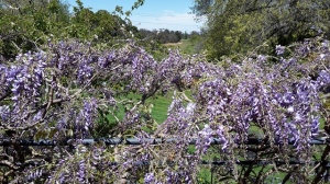 Wisteria chinensis with the golf fairway in the background