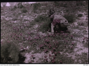 An Australian light horseman collecting anemones near Belah in Palestine